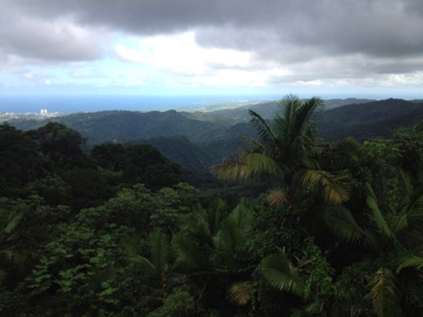 Rainforest view